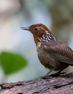 歌鹪鹩 / Musician Wren / Cyphorhinus arada