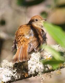 红顶夜鸫 / Ruddy-capped Nightingale-Thrush / Catharus frantzii