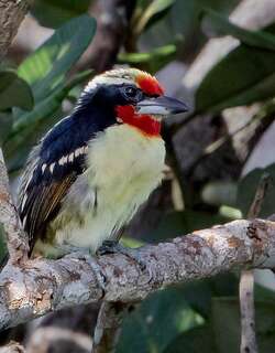 黑斑须䴕 / Black-spotted Barbet / Capito niger
