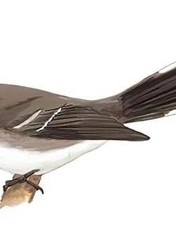 白眉扇尾鹟 / White-browed Fantail / Rhipidura aureola