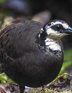 灰胸山鹧鸪 / Grey-breasted Partridge / Arborophila orientalis