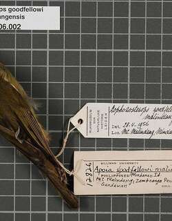 花脸冠绣眼鸟 / Mindanao White-eye / Heleia goodfellowi