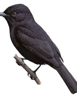 秘鲁丛霸鹟 / Jelski’s Black Tyrant / Knipolegus signatus