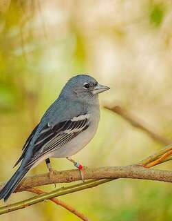 大加那利岛蓝燕雀 / Gran Canaria Blue Chaffinch / Fringilla polatzeki
