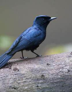 辉阔嘴鹟 / Shining Flycatcher / Myiagra alecto