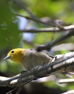 橙头灰背雀 / Orange-headed Tanager / Thlypopsis sordida
