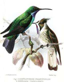 蓝髯蜂鸟 / Blue-bearded Helmetcrest / Oxypogon cyanolaemus