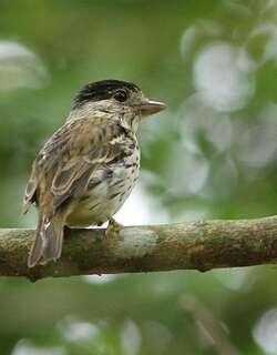 非洲阔嘴鸟 / African Broadbill / Smithornis capensis
