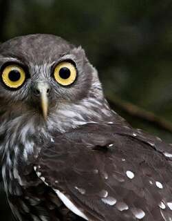 吠鹰鸮 / Barking Owl / Ninox connivens