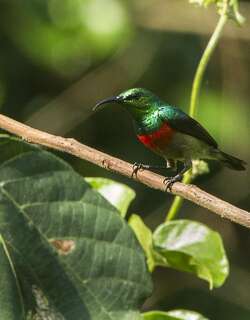 绿腹花蜜鸟 / Olive-bellied Sunbird / Cinnyris chloropygius