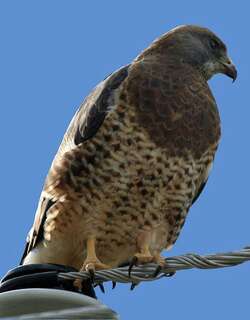 斯氏鵟 / Swainson’s Hawk / Buteo swainsoni