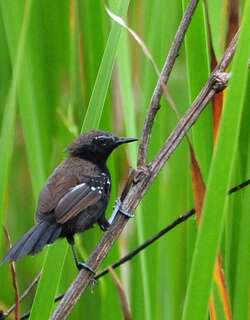 巴拉那蚁鹩 / Marsh Antwren / Stymphalornis acutirostris