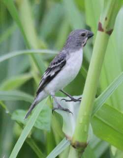栗喉食籽雀 / Chestnut-throated Seedeater / Sporophila telasco