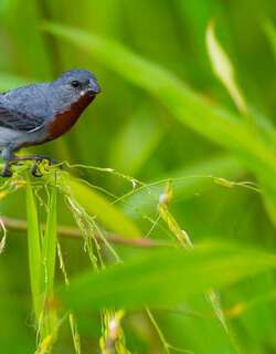 栗腹食籽雀 / Chestnut-bellied Seedeater / Sporophila castaneiventris