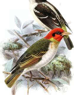 斑翅织雀 / Bar-winged Weaver / Ploceus angolensis