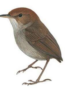 褐冠地莺 / Russet-capped Tesia / Tesia everetti