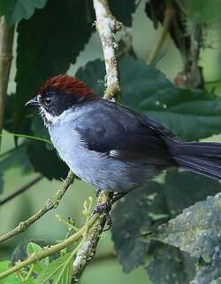 灰蓝薮雀 / Slaty Brushfinch / Atlapetes schistaceus
