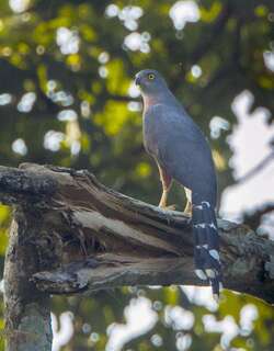 非洲长尾鹰 / Long-tailed Hawk / Urotriorchis macrourus