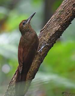 北斑䴕雀 / Northern Barred Woodcreeper / Dendrocolaptes sanctithomae