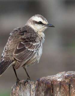 淡褐小嘲鸫 / Chalk-browed Mockingbird / Mimus saturninus
