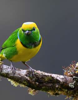金眉绿雀 / Golden-browed Chlorophonia / Chlorophonia callophrys