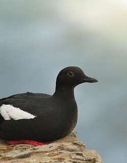 海鸽 / Pigeon Guillemot / Cepphus columba