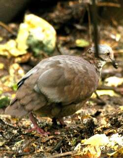 白喉鹑鸠 / White-throated Quail-Dove / Zentrygon frenata