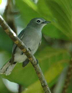 斐济灰鹟 / Slaty Monarch / Mayrornis lessoni