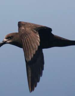 灰脸圆尾鹱 / Grey-faced Petrel / Pterodroma gouldi