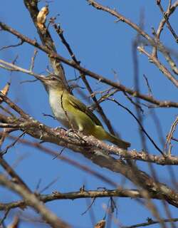 黄绿莺雀 / Yellow-green Vireo / Vireo flavoviridis