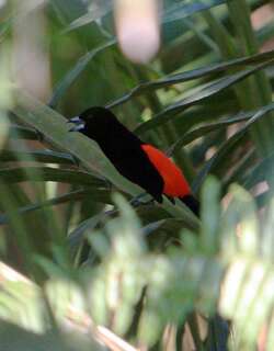 彻氏厚嘴唐纳雀 / Cherrie’s Tanager / Ramphocelus costaricensis