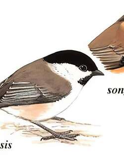 褐头山雀 / Willow Tit / Poecile montanus