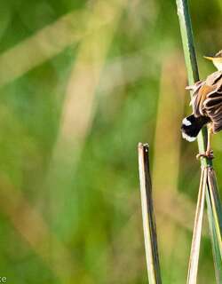 淡灰扇尾莺 / Ashy Cisticola / Cisticola cinereolus