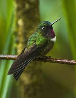 辉喉领蜂鸟 / Amethyst-throated Sunangel / Heliangelus amethysticollis