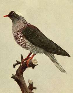 白枕鸽 / White-naped Pigeon / Columba albinucha