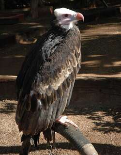 白头秃鹫 / White-headed Vulture / Trigonoceps occipitalis