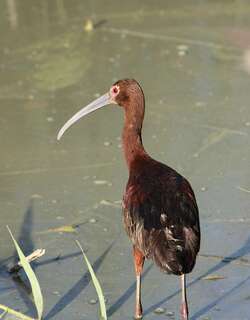 白脸彩鹮 / White-faced Ibis / Plegadis chihi