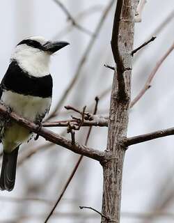 白颈蓬头䴕 / White-necked Puffbird / Notharchus hyperrhynchus