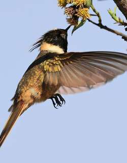 髯蜂鸟 / Green-bearded Helmetcrest / Oxypogon guerinii