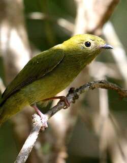 盔娇鹟 / Helmeted Manakin / Antilophia galeata