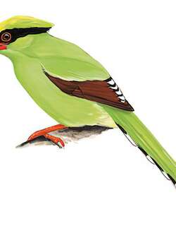 蓝绿鹊 / Common Green Magpie / Cissa chinensis