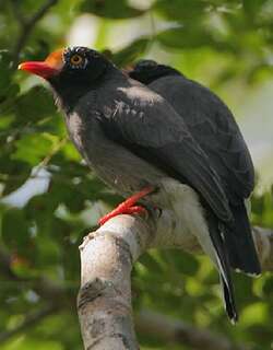 栗额盔鵙 / Chestnut-fronted Helmetshrike / Prionops scopifrons
