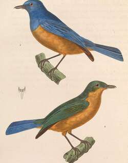 蓝背仙鹟 / Timor Blue Flycatcher / Cyornis hyacinthinus