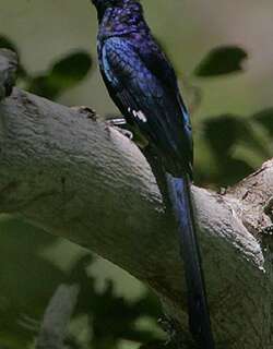 弯嘴戴胜 / Common Scimitarbill / Rhinopomastus cyanomelas