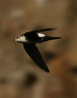 白喉雨燕 / White-throated Swift / Aeronautes saxatalis