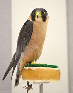 东非隼 / Taita Falcon / Falco fasciinucha