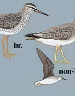 灰尾[漂]鹬 / Grey-tailed Tattler