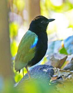 彩虹八色鸫 / Rainbow Pitta / Pitta iris