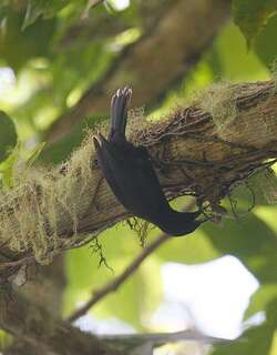 牙买加黑鹂 / Jamaican Blackbird / Nesopsar nigerrimus