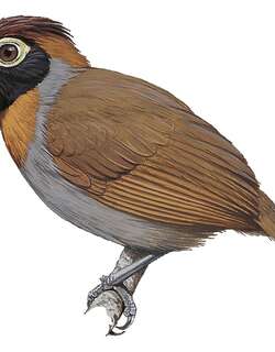 橙颊蚁鸟 / Harlequin Antbird / Rhegmatorhina berlepschi